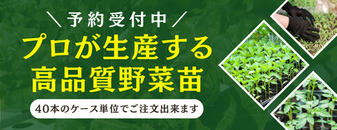 プロが生産する高品質野菜苗販売