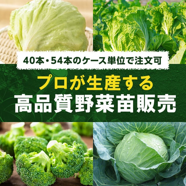 40本のケース単位で注文可 プロが生産する高品質野菜苗販売