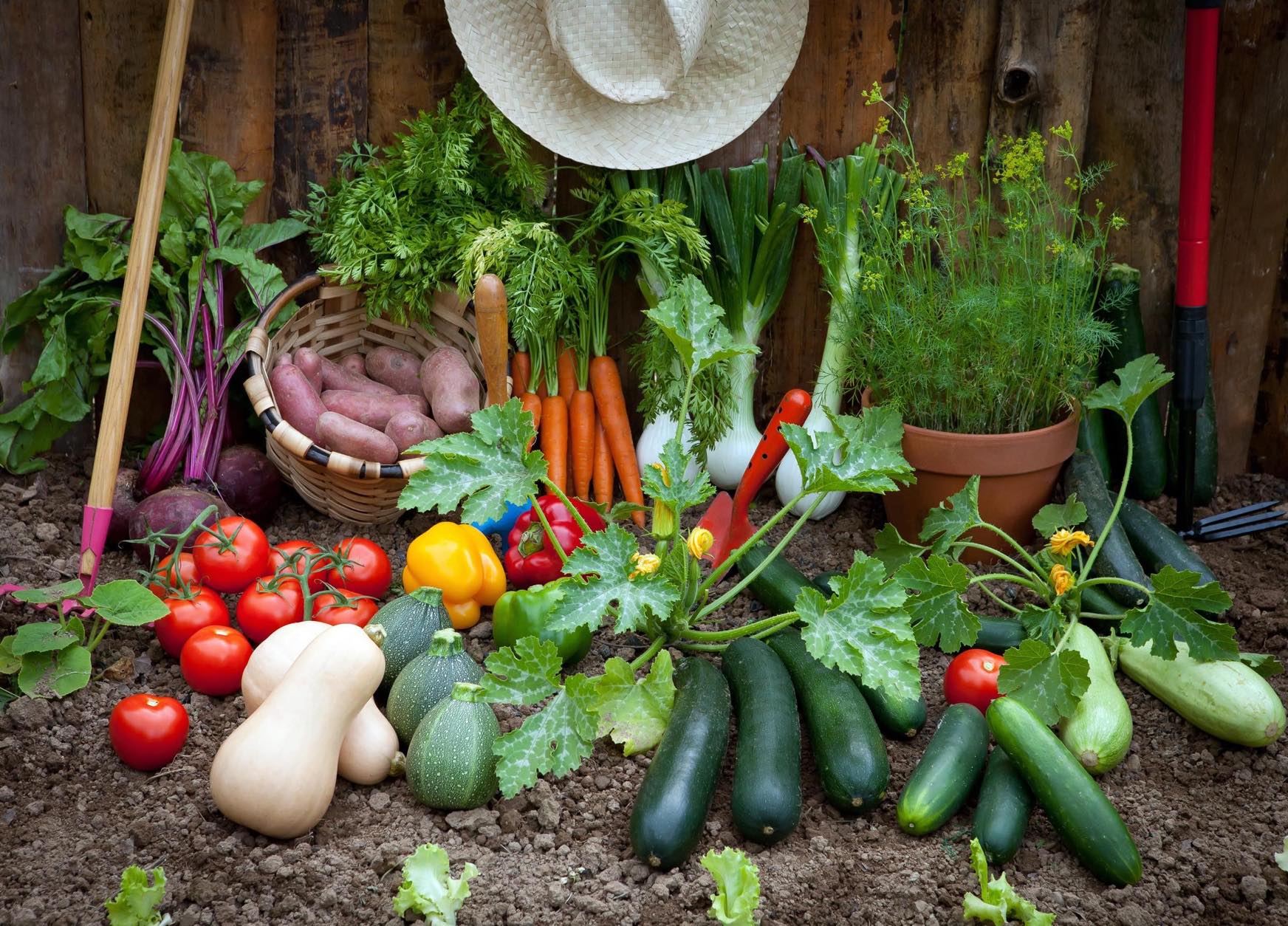 家庭菜園を始めやすい野菜