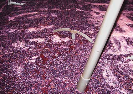 神戸ワインの絞りカスから飼料への製造工程　一次処理ぶどうのカズの発酵