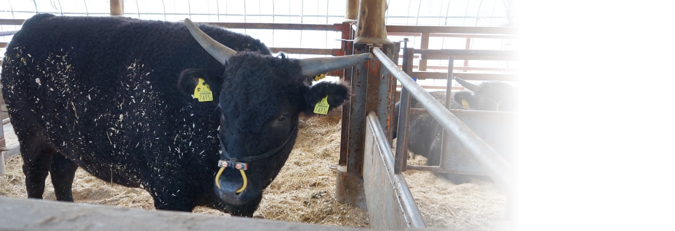 gotthi様確認用 gotthi様確認用 gotthi様確認用 ハチ様確認用 DR ZX Diagnostic Tool/