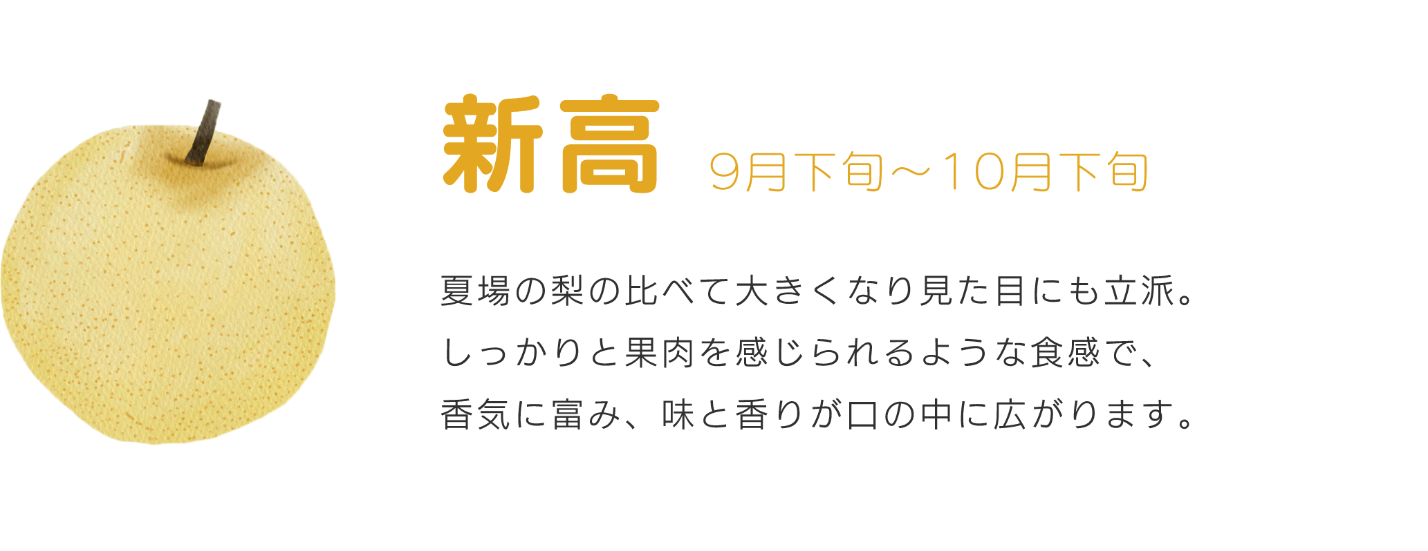 新高9月下旬～10月下旬夏場の梨の比べて大きくなり見た目にも立派。しっかりと果肉を感じられるような食感で、香気に富み、味と香りが口の中に広がります。