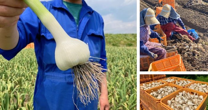 令和7年産新物にんにく販売開始