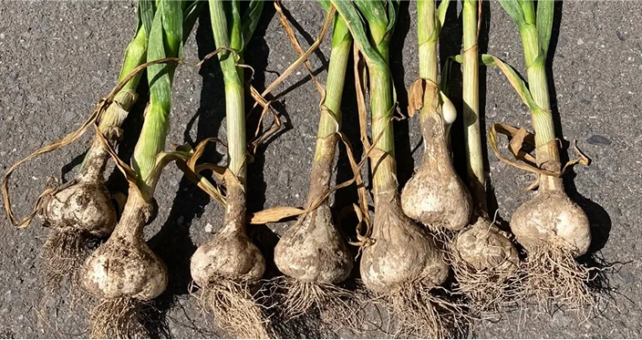 国産の7割を占める日本一の産地！青森県産にんにく