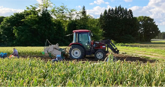 人気商品 青森県産にんにく　福地ホワイト六片種!