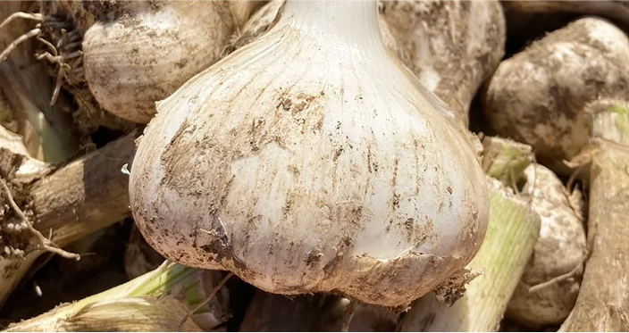 人気商品 青森県産にんにく　福地ホワイト六片種!