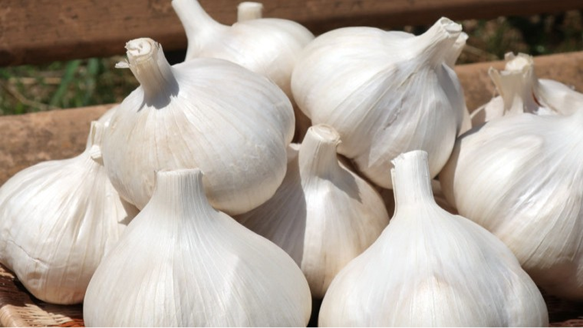 青森県産にんにく