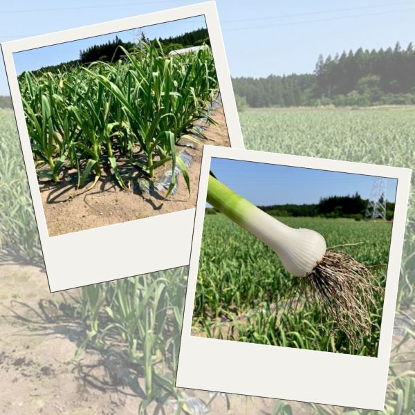 青森県産にんにく畑 2025.04 茎と玉