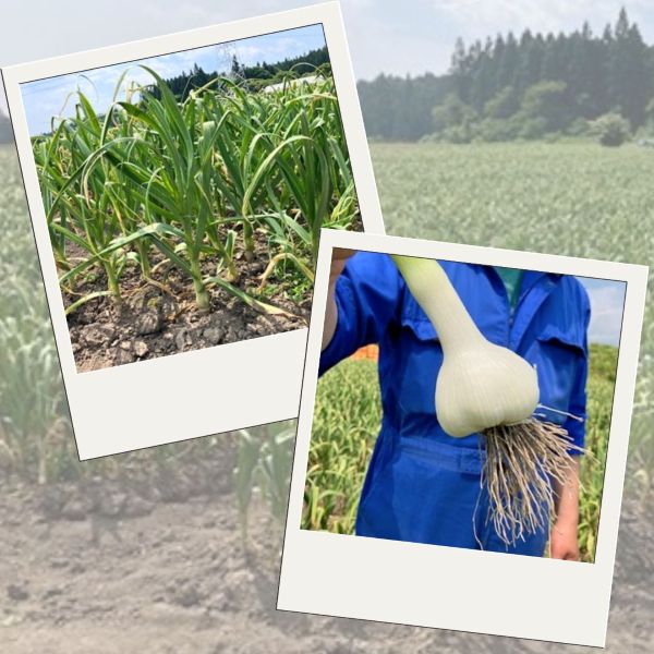 青森県産にんにく畑 2025.04 茎と玉