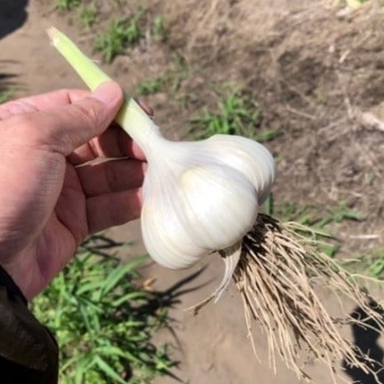 収穫直後の青森県産にんにく・一皮剥いた後