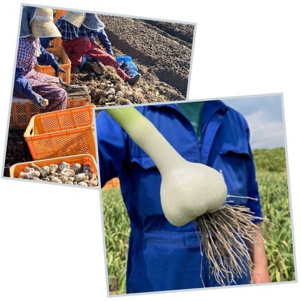 青森県産にんにく栽培・収穫