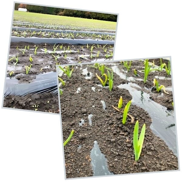 にんにく栽培・発芽