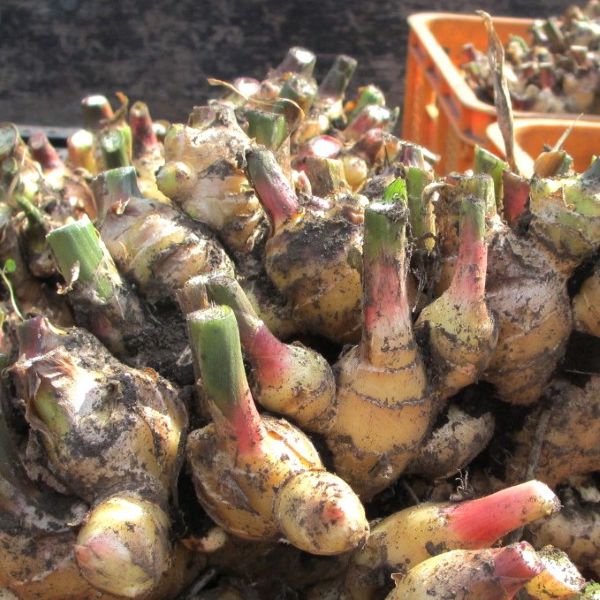 KokoFuleのしょうが