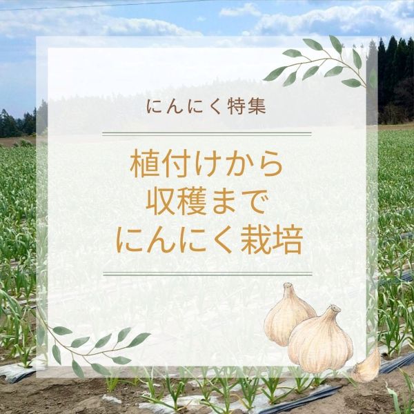 にんにく栽培