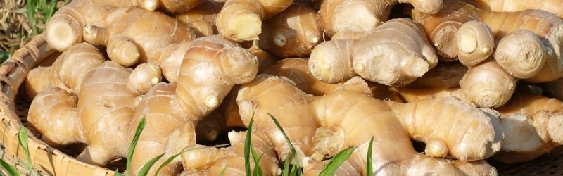 しょうがを効果的に取り入れよう