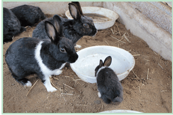 うさぎ用品とうさぎケアの専門店ココロのおうち エコプロ