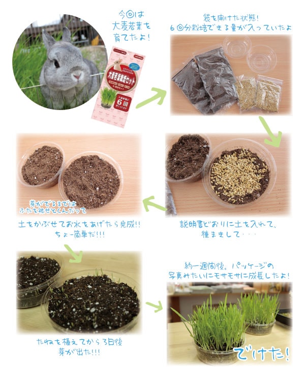 うさぎ用品とうさぎケアの専門店ココロのおうち 生牧草を育てよう