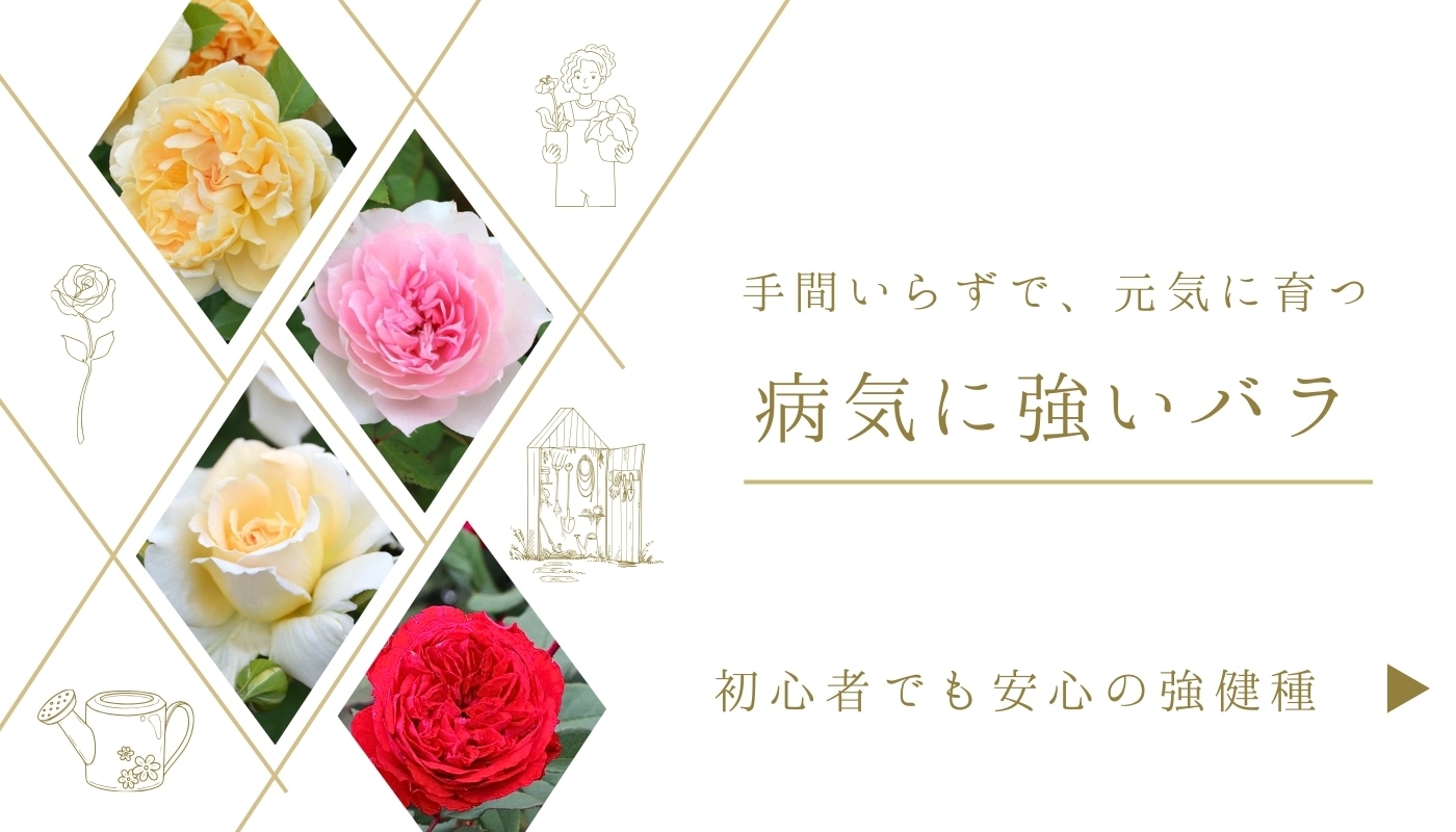 病気に強いバラ