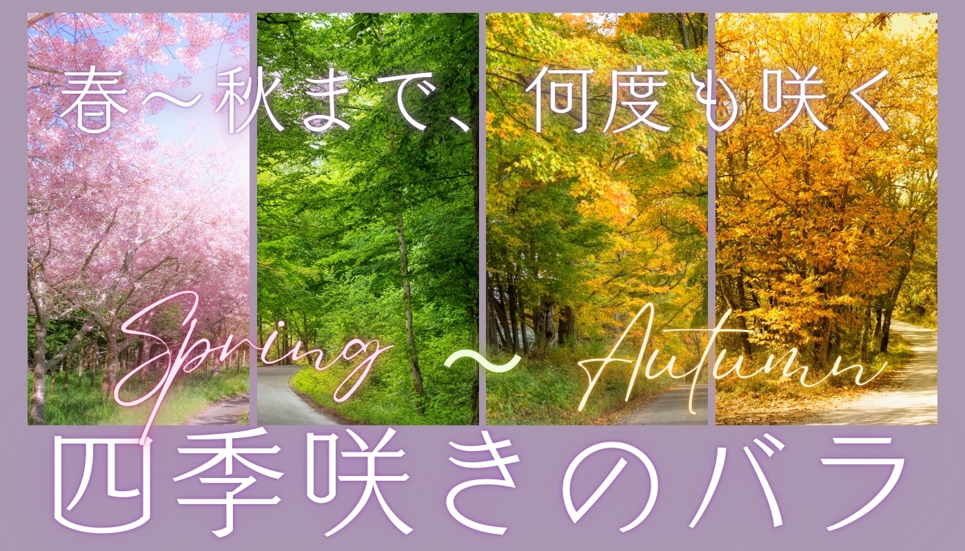 四季咲きのバラ