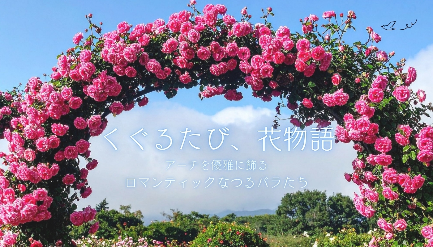 アーチのバラ