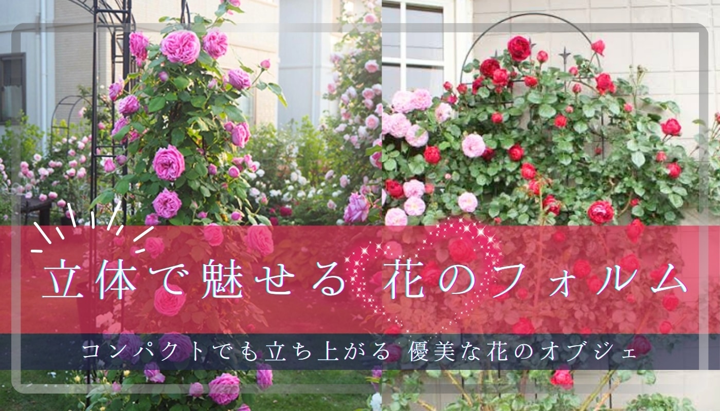 オベリスクのバラ