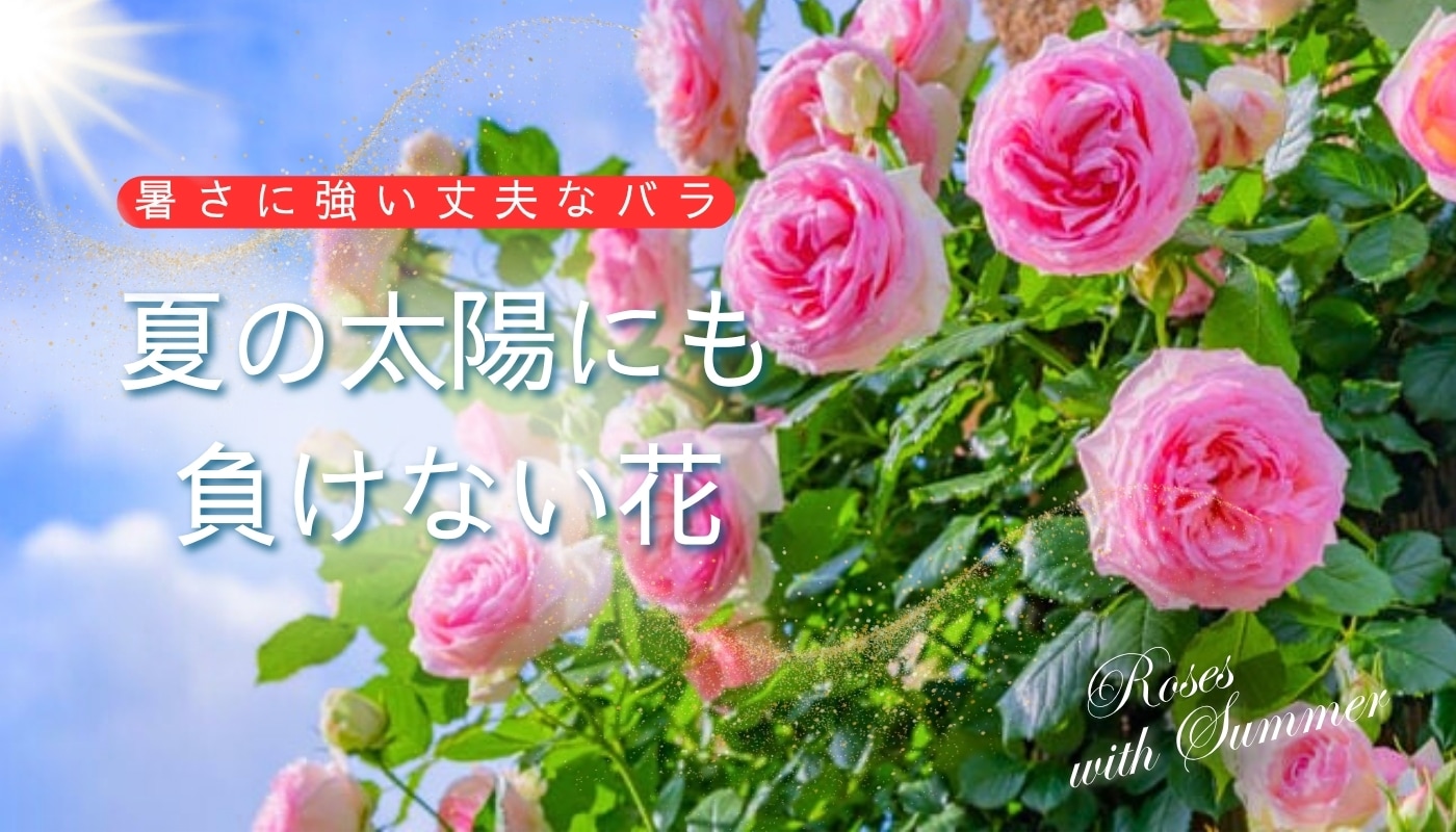 暑さに強いバラ