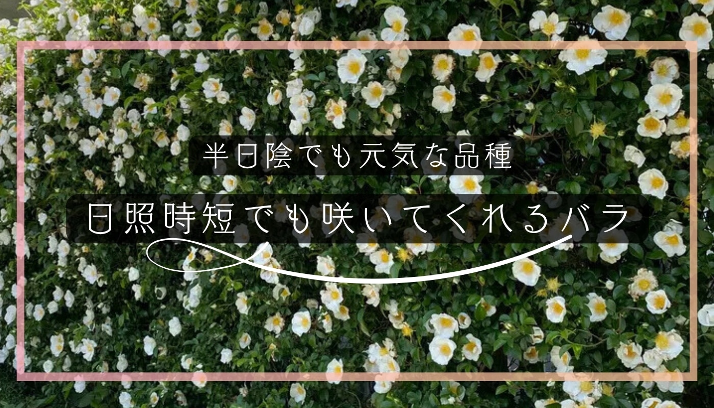 日陰に向くバラ