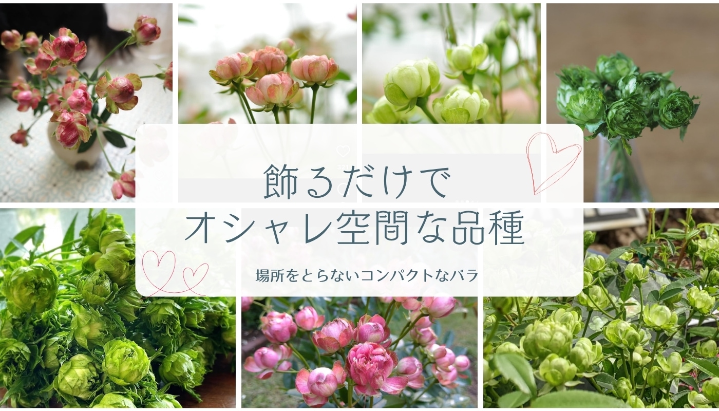 オシャレ空間な品種