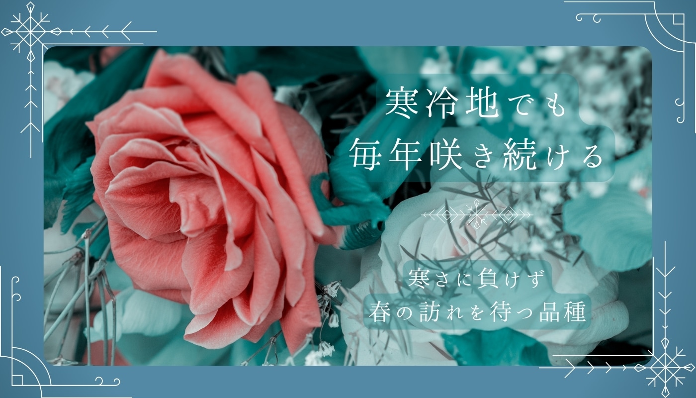 寒さに強いバラ