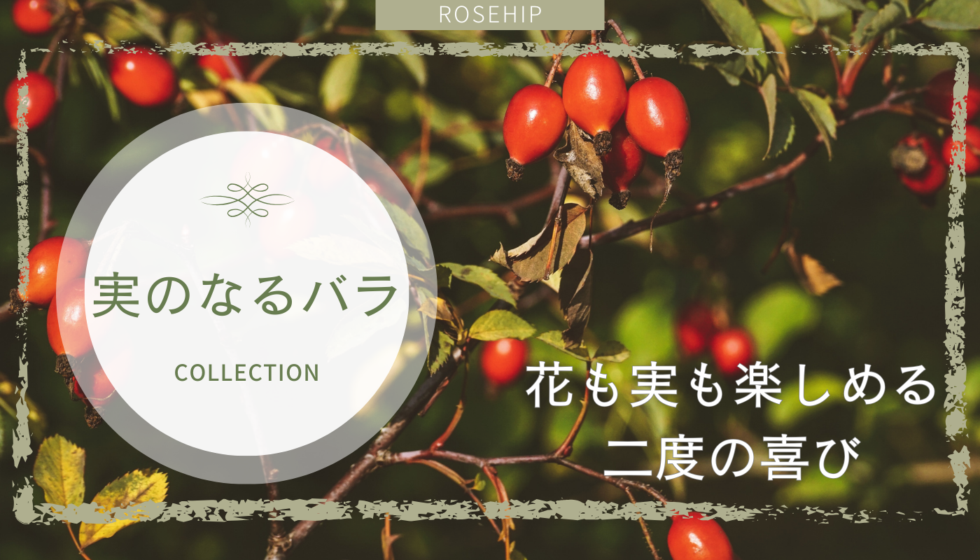 実のなるバラ
