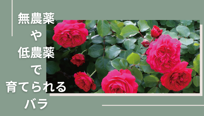 無農薬で育てられるバラ