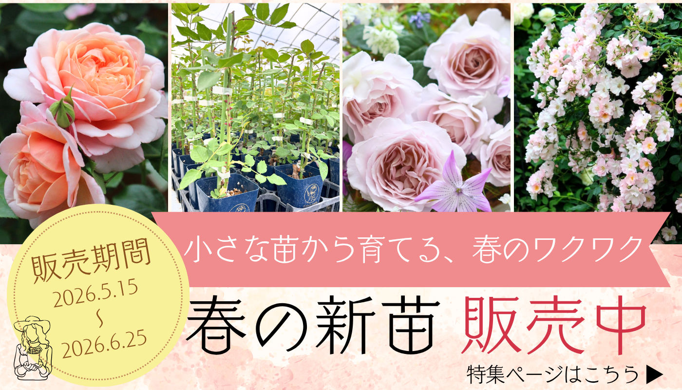 バラ苗やバラ関連グッズの通販ならコマツガーデンオランラインショップ