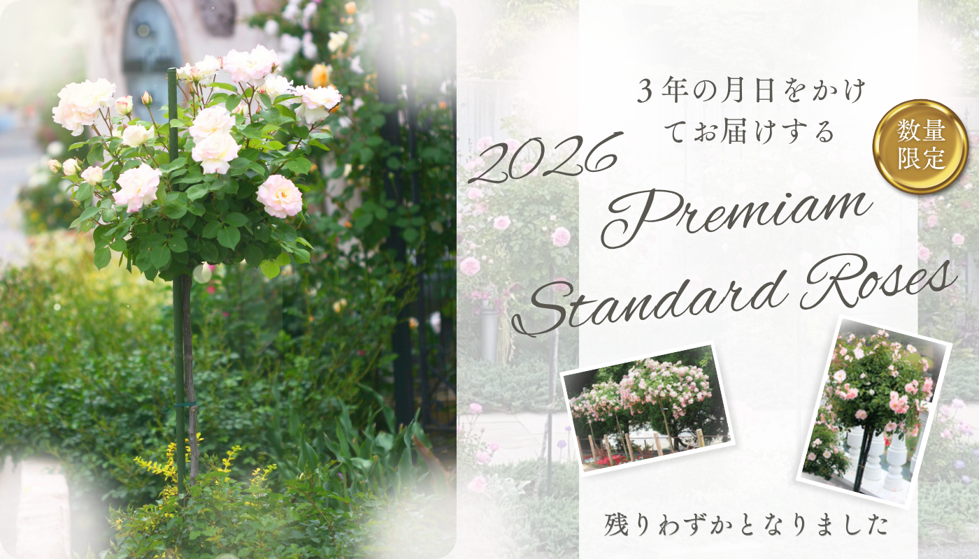 予約スタンダード2026