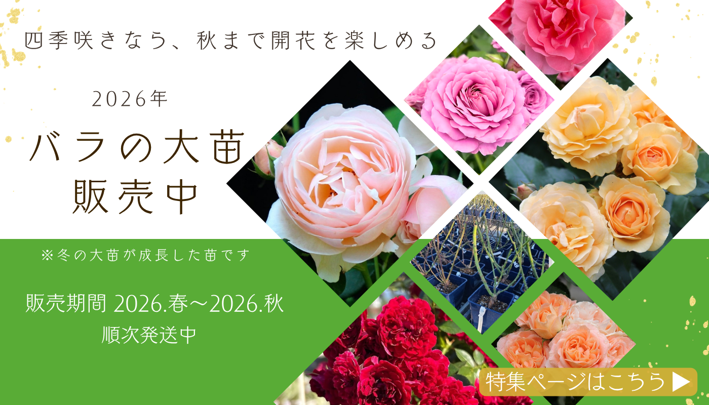バラ苗やバラ関連グッズの通販ならコマツガーデンオランラインショップ