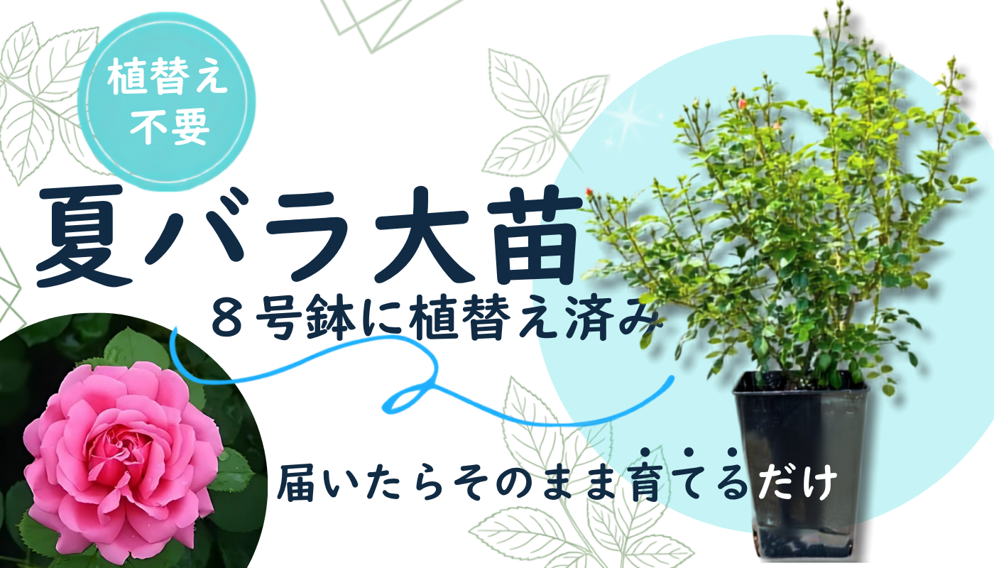 バラ苗やバラ関連グッズの通販ならコマツガーデンオランラインショップ