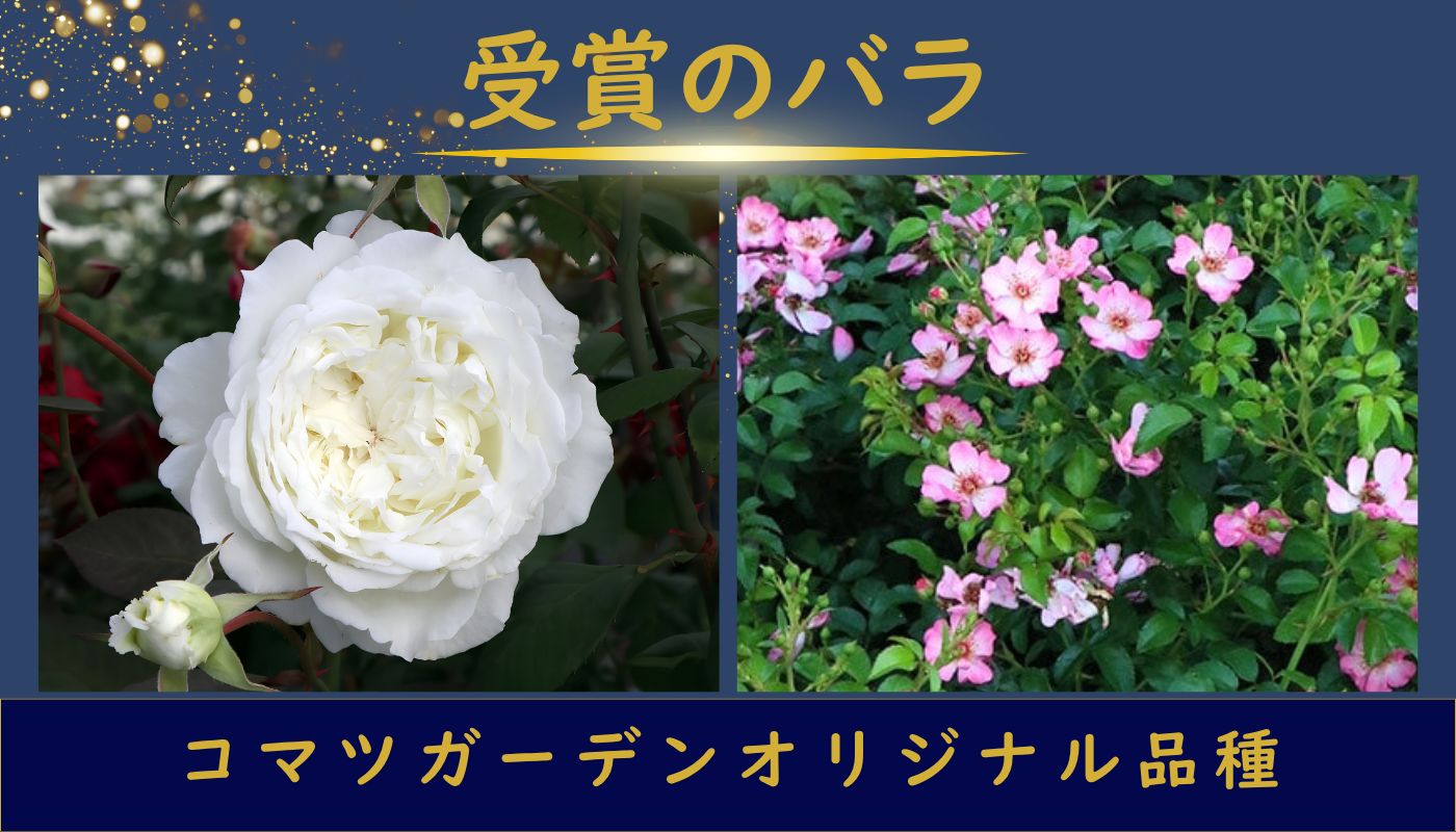 受賞のバラ