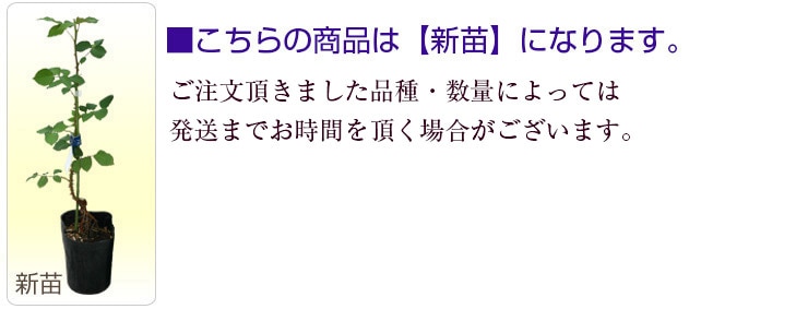 バラ苗 新苗 2024 リラ Lilas 国産ノイバラ台木使用 | 新苗 2024 | コマツガーデンオンラインショップ