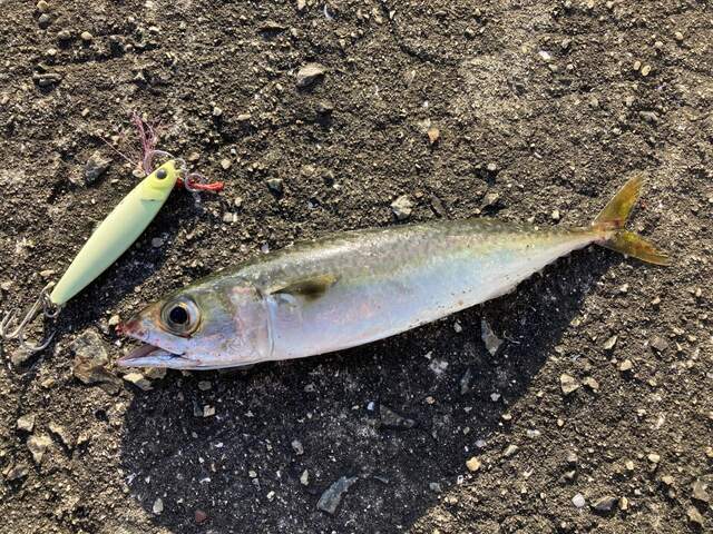 地面に置かれた魚と黄色ルアー