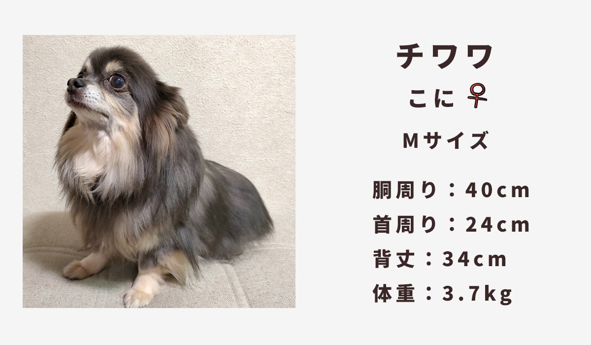 チワワ3.7キロ