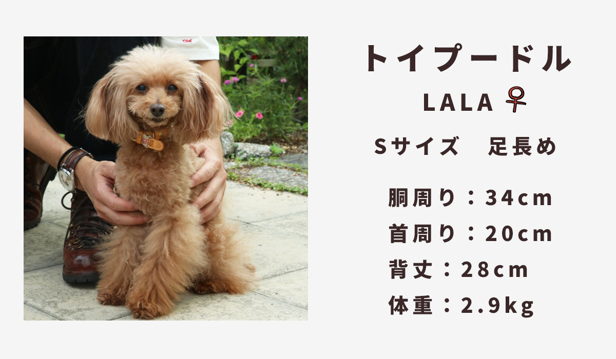 トイプードル2.9キロ