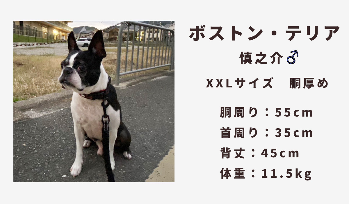 ボストンテリア11.5キロ