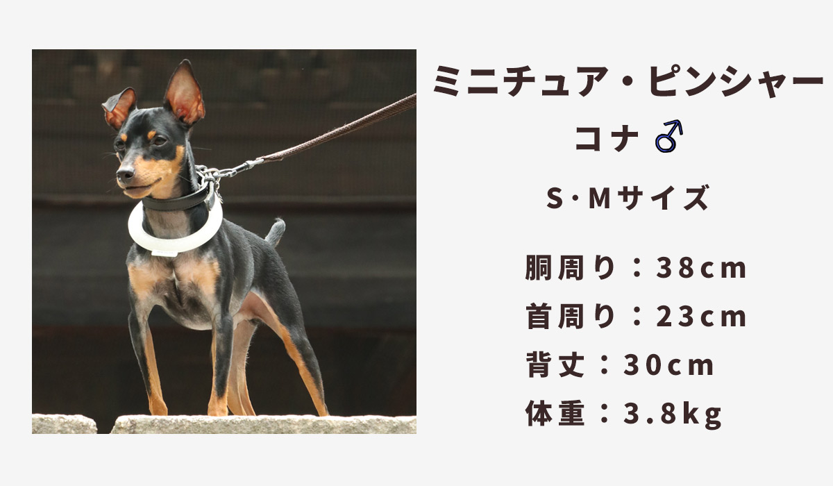ミニチュアピンシャー3.8キロ