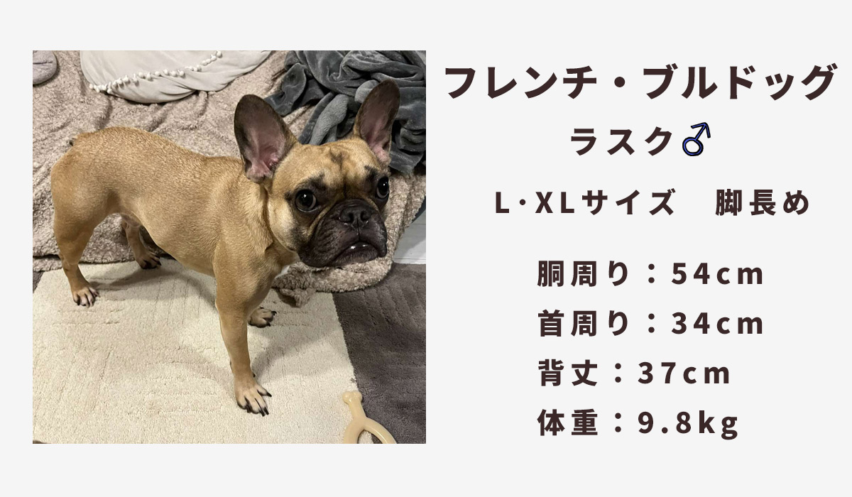 フレンチブルドッグ9.8キロ