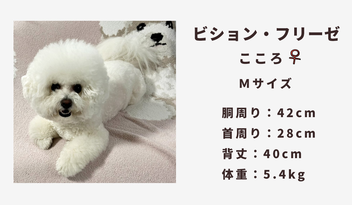 ビションフリーゼ5.4キロ