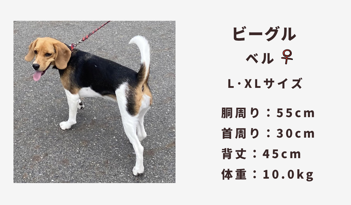 ビーグル10キロ