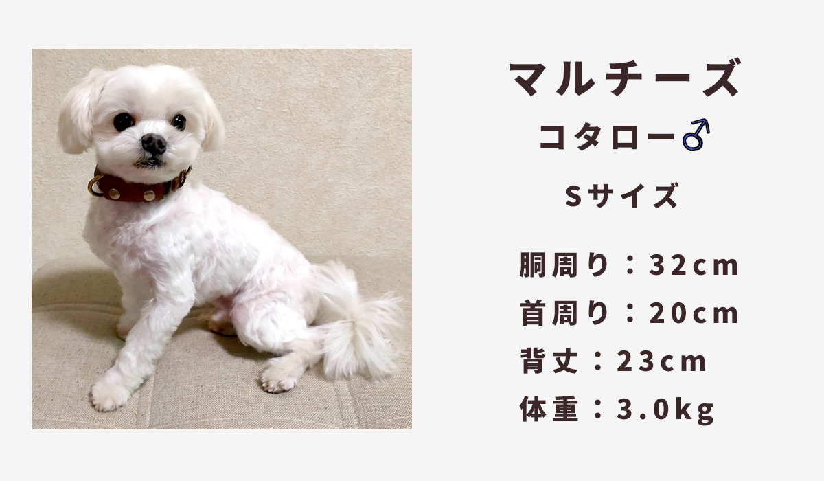 マルチーズ3キロ