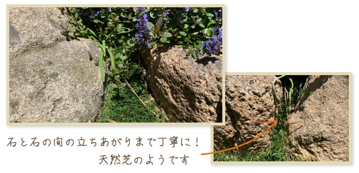 石と石の間の立ちあがりまで丁寧に！天然芝のようです