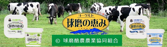 球磨酪農農業協同組合 球磨の恵みヨーグルト 加糖X2個・無糖X2個（４個セット） 【肥後の食彩工房】