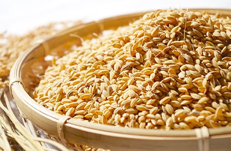 Photo of seed rice placed in a shallow bam-boo basket
