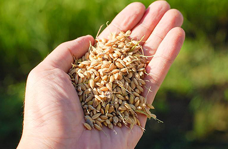 Photo of placing paddy rice on the palm